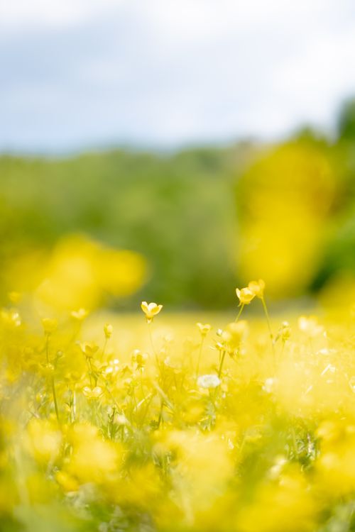 Free Sunny meadow with vibrant yellow flowers in Istanbul, Türkiye. Stock Photo