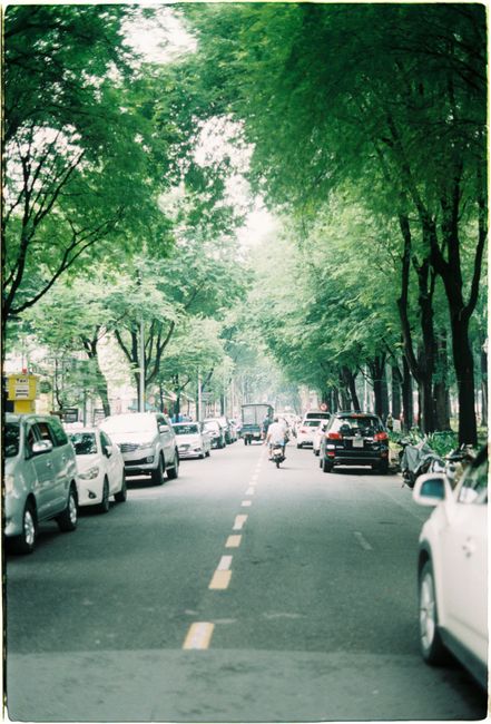 A bustling urban street flanked by trees and cars, capturing city life and greenery.