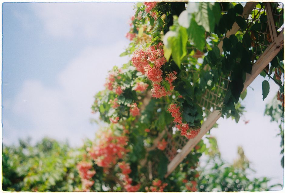 Beautiful pink flowers hanging under a clear blue sky creating a serene outdoor vibe.