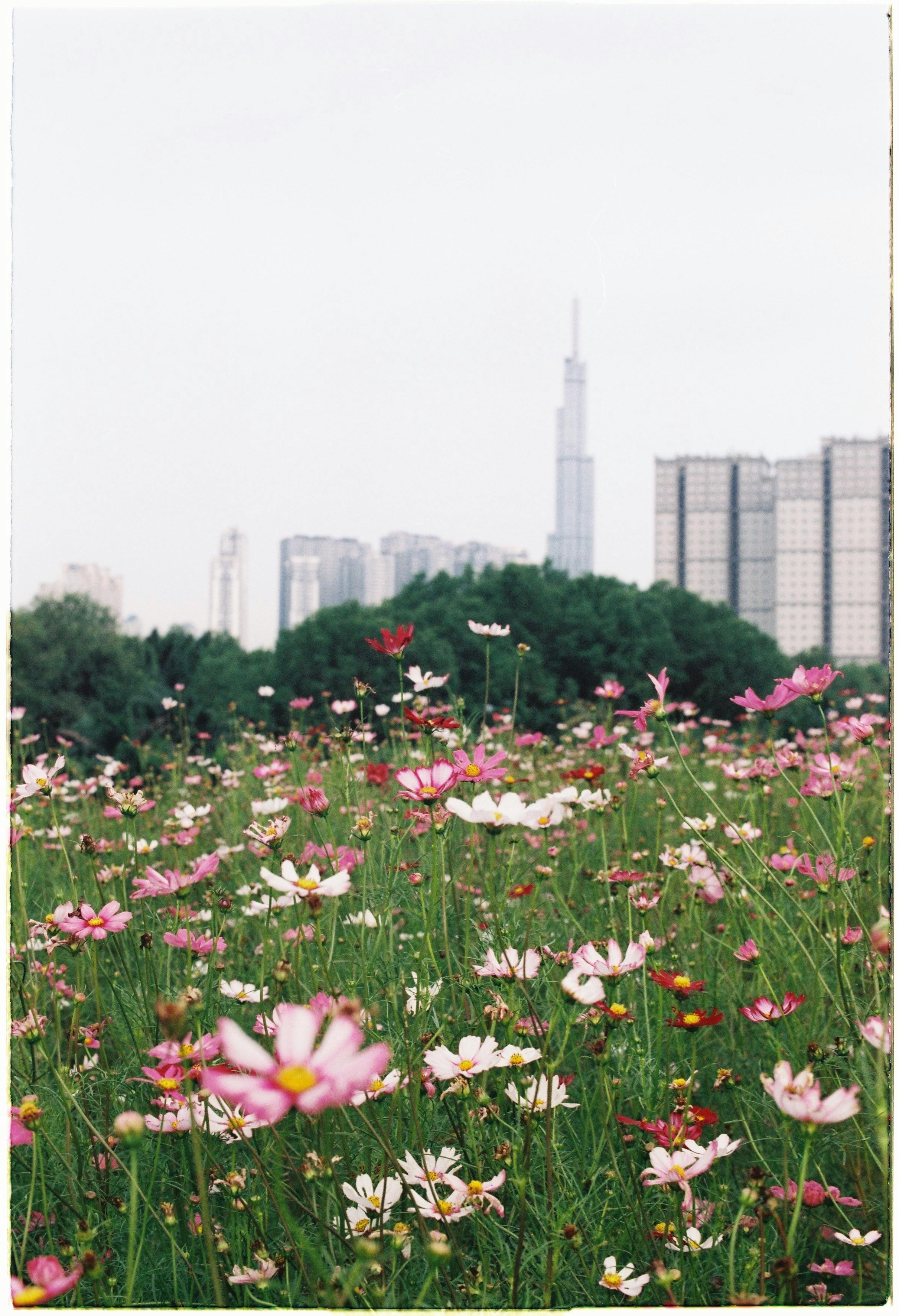 Vibrant wildflowers in a field set against a distant city skyline.