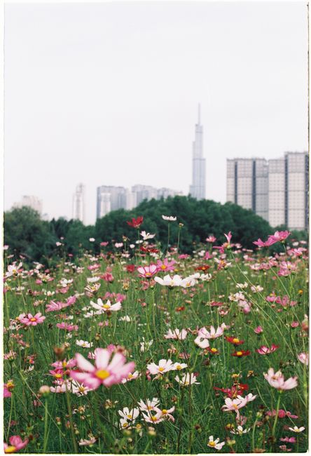Vibrant wildflowers in a field set against a distant city skyline.
