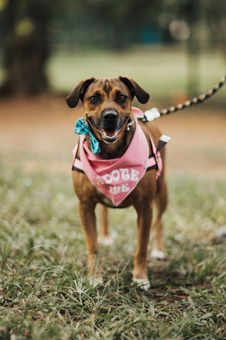 Cute Dog With Collar On Leash In Park