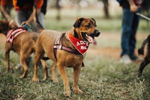 Free stock photo of adoption, animal, dog