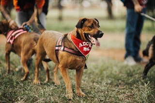Free stock photo of adoption, animal, dog