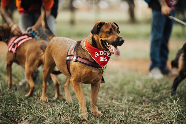 Dogs With Their Owners In A Park 