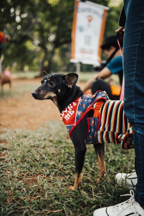 Free Cute dog wearing colorful clothing standing on grass in a park setting, perfect for pet-themed imagery. Stock Photo