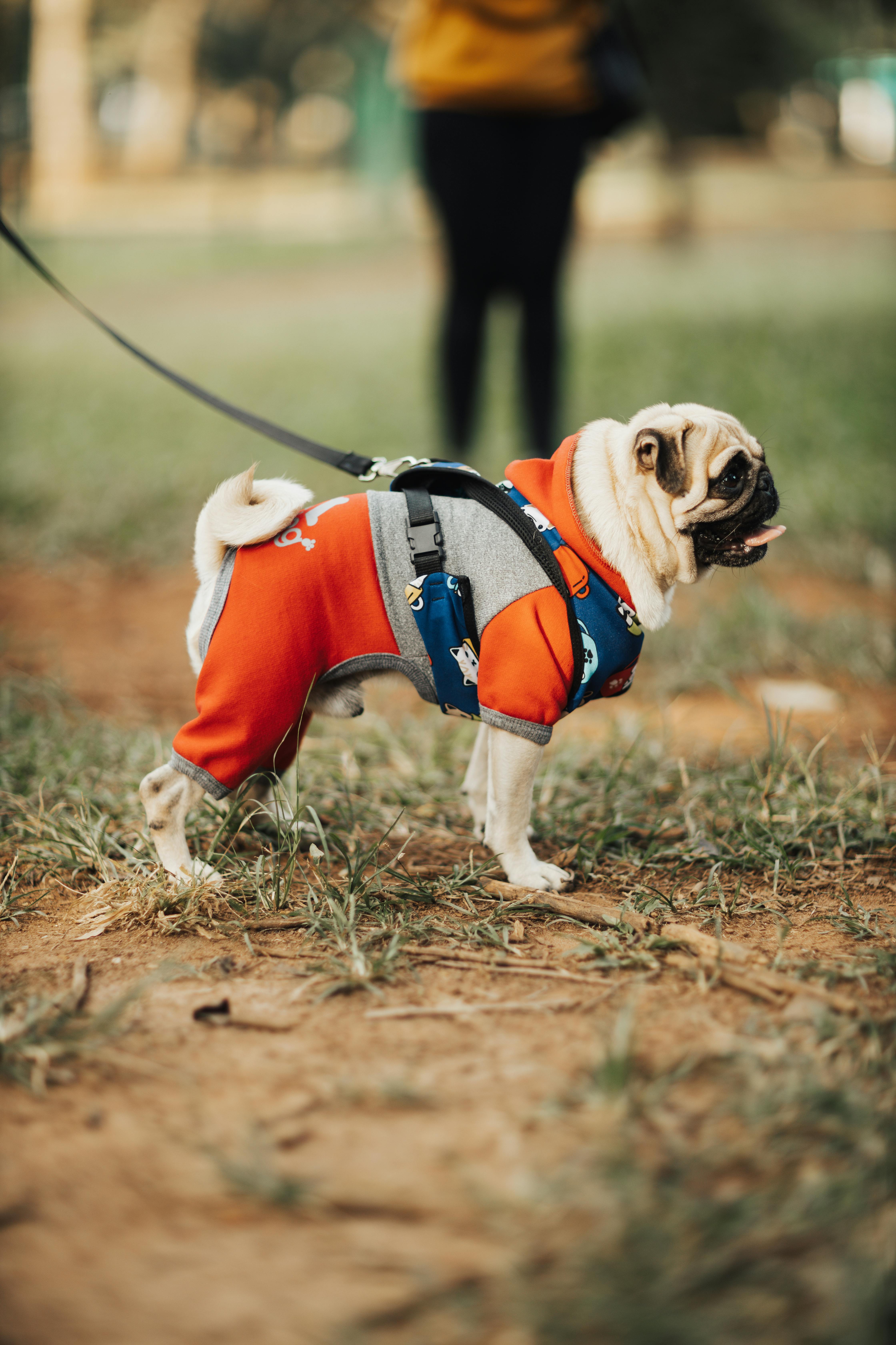 A Pug Dress in Dogs Clothing in a Park · Free Stock Photo