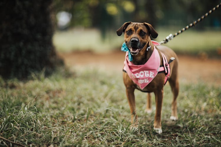 Dog Wearing A Bandana