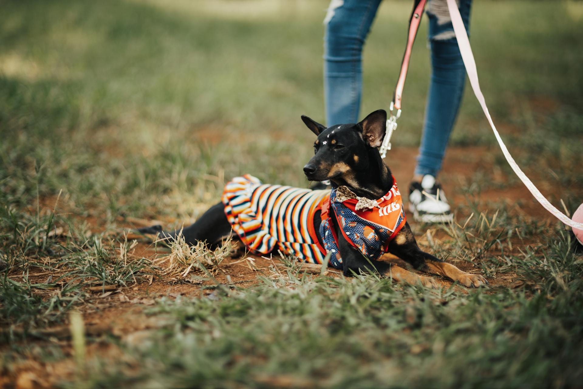 Free stock photo of adoption, animal, dog