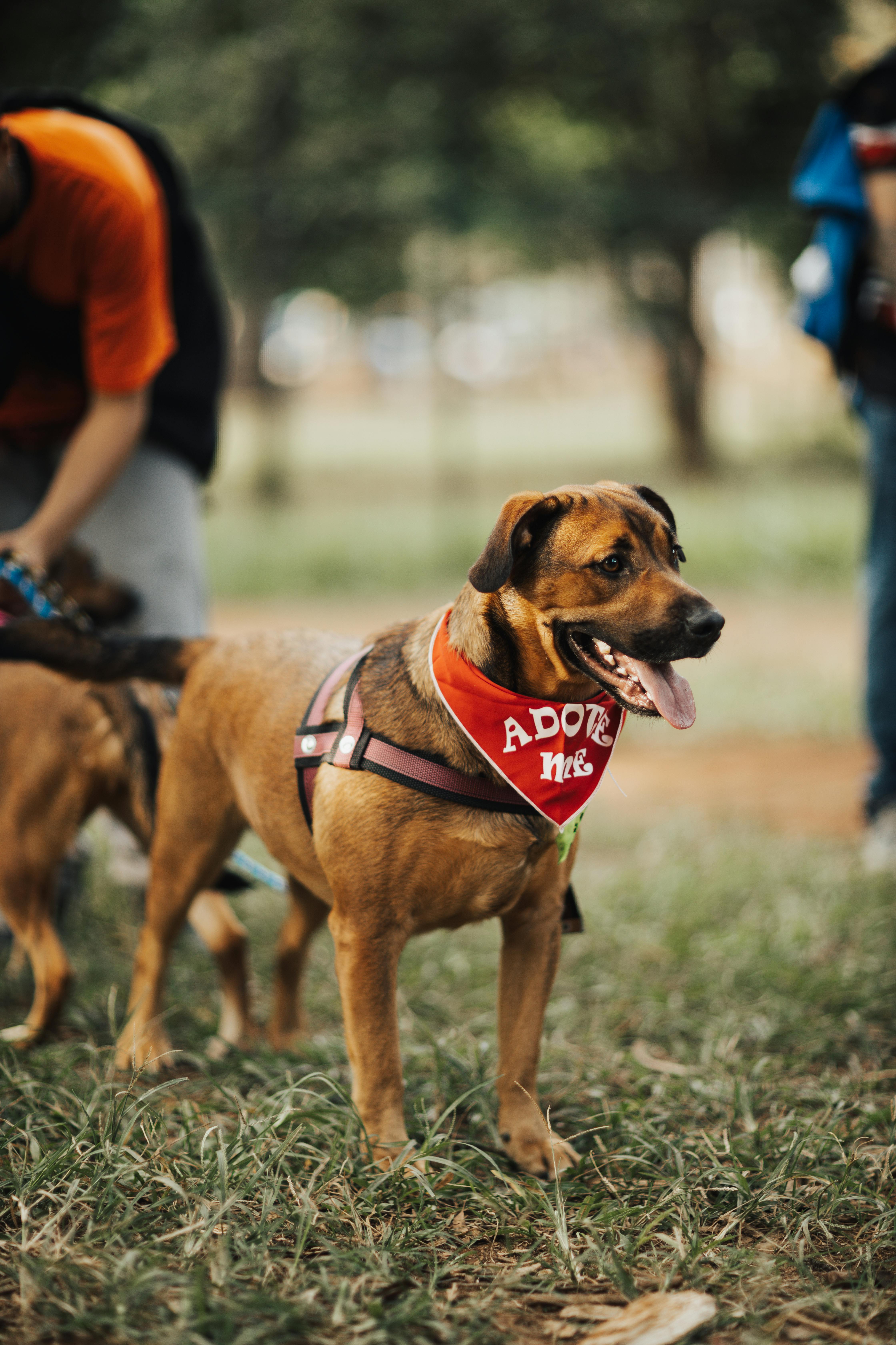 Dog Wearing a Bandana in a Park · Free Stock Photo