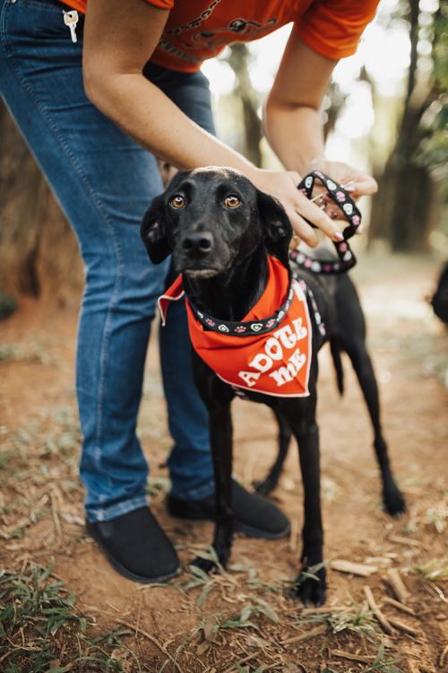 Free A black dog with an 'Adopt Me' bandana being petted outdoors, promoting pet adoption. Stock Photo