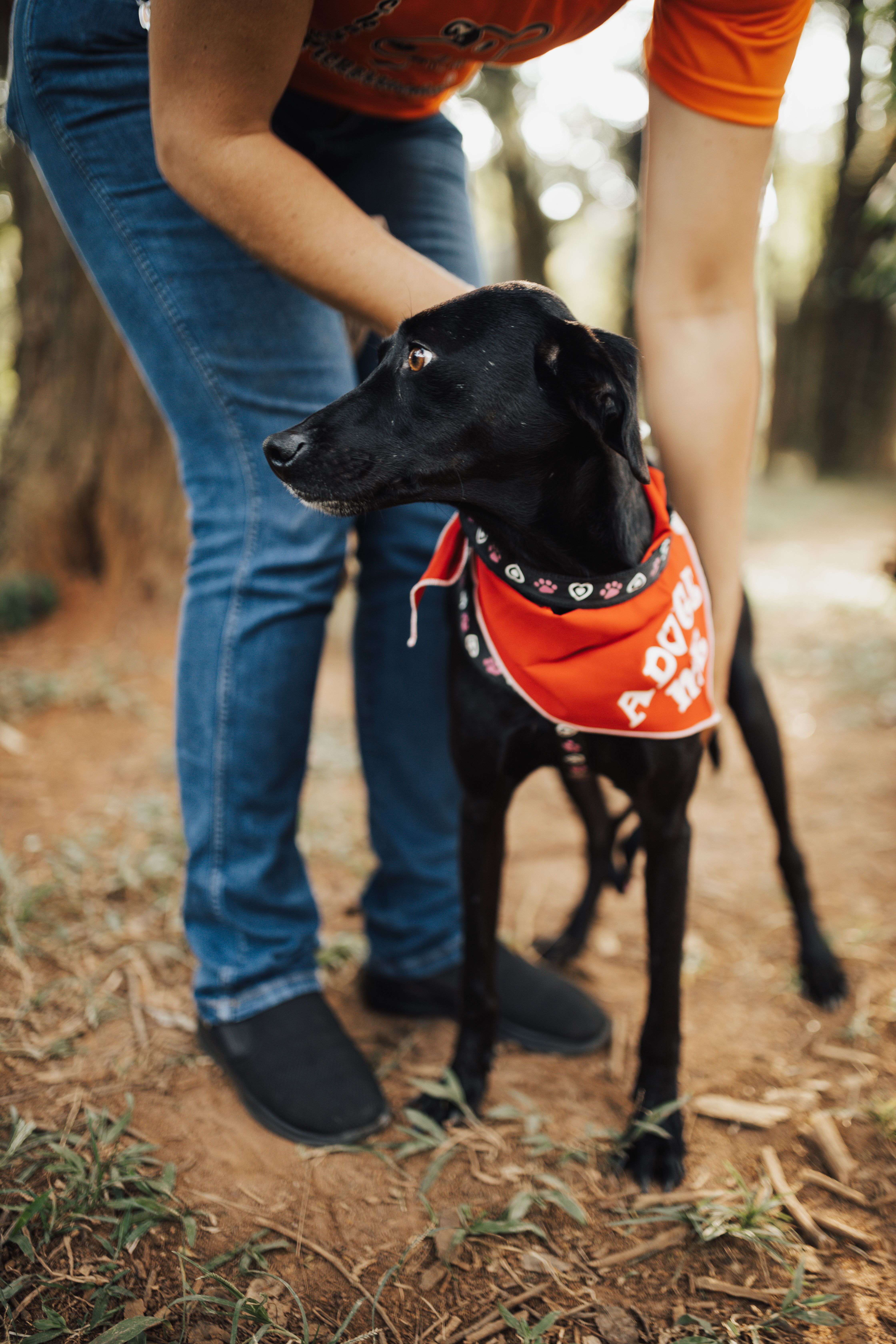 A person helps a black dog wearing an 'Adopt Me' bandana outdoors.