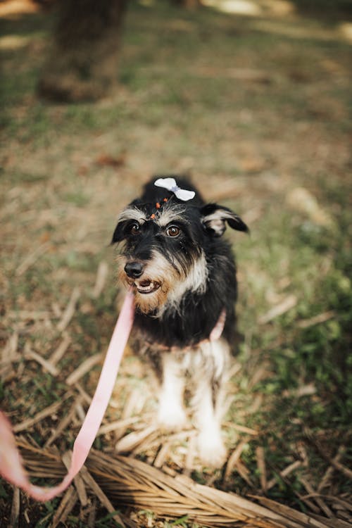 Schnauzer Dog on a Leash in a Park 