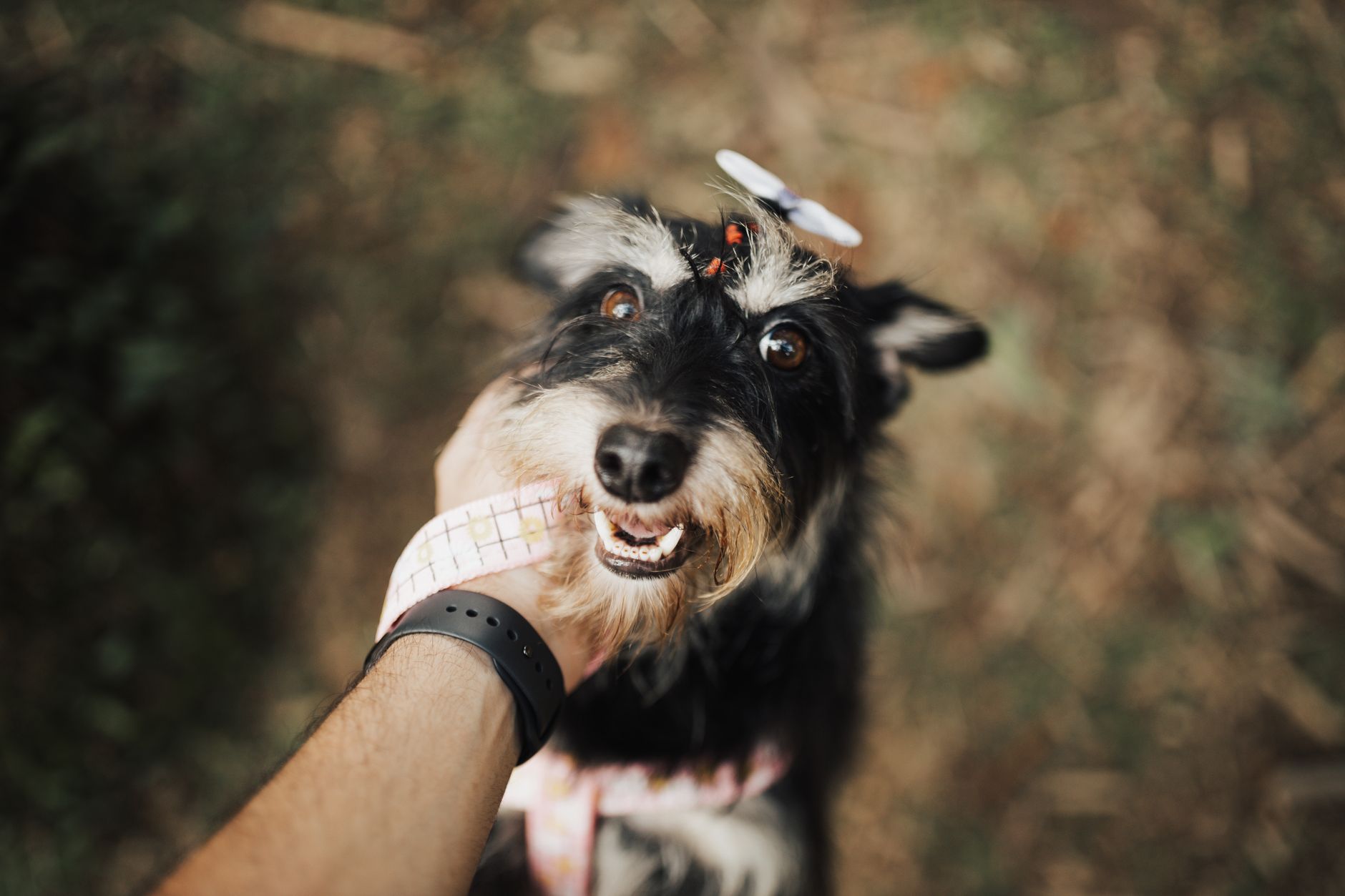 Close-up of a joyful Schnauzer being petted outdoors, showcasing its charm.