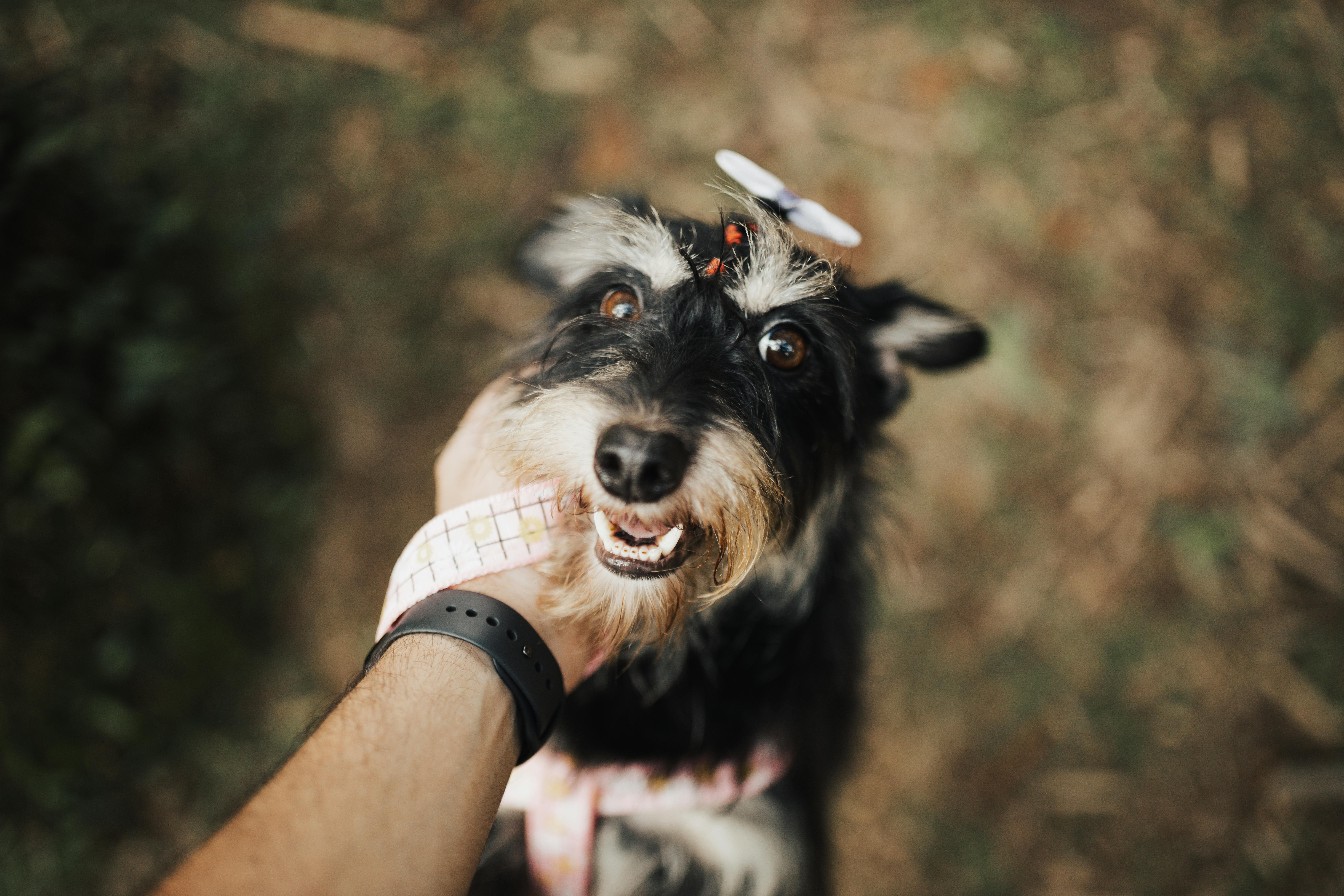 The Schnauzer Weiner Dog Mix A Comprehensive Guide to This Unique Hybrid