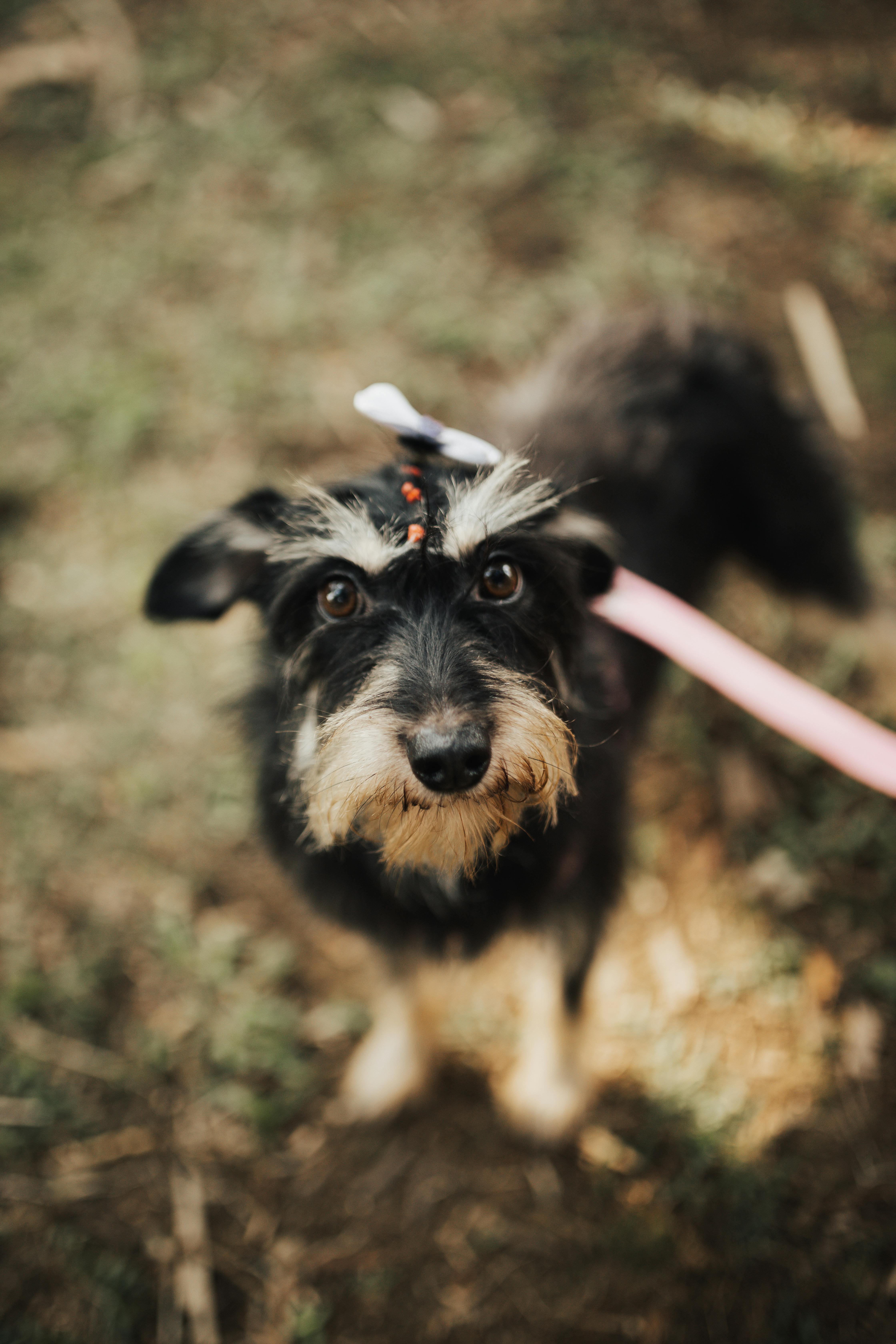 The Schnauzer Weiner Dog Mix A Comprehensive Guide to This Unique Hybrid