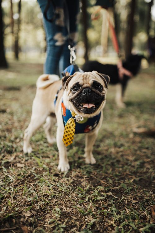 Free Charming pug with a necktie in a park setting, exuding playful elegance. Stock Photo