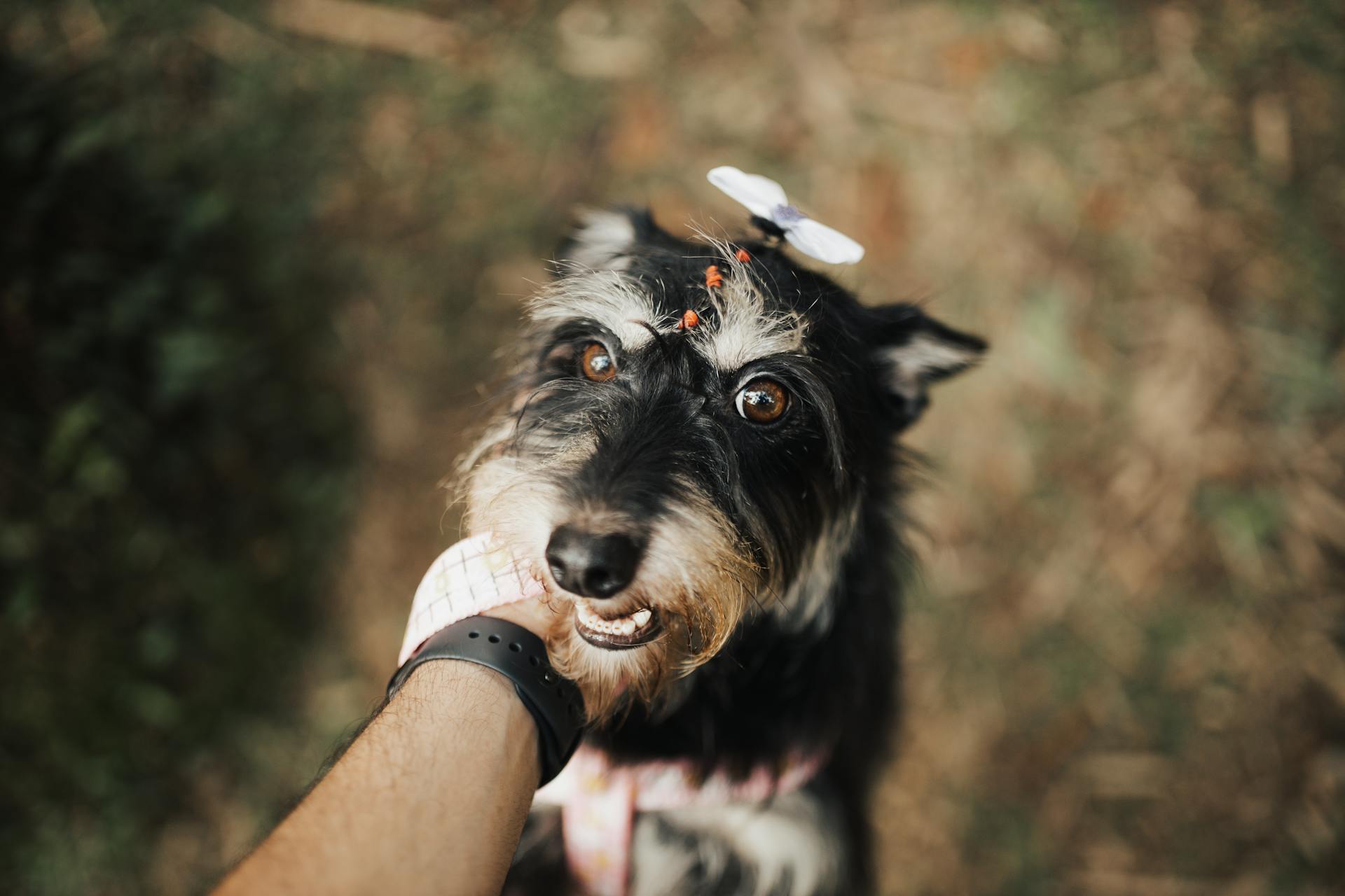 Close-up van een man die een schnauzer streelt