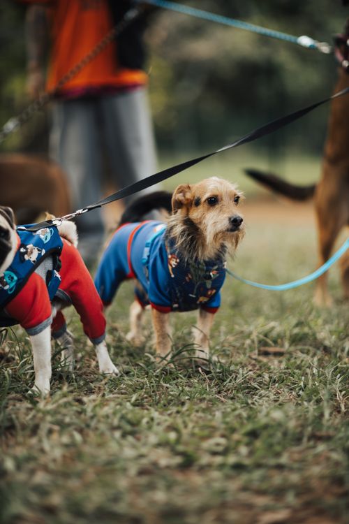Free Adorable dogs in clothes standing on leashes at the park, showcasing pet fashion and friendship. Stock Photo
