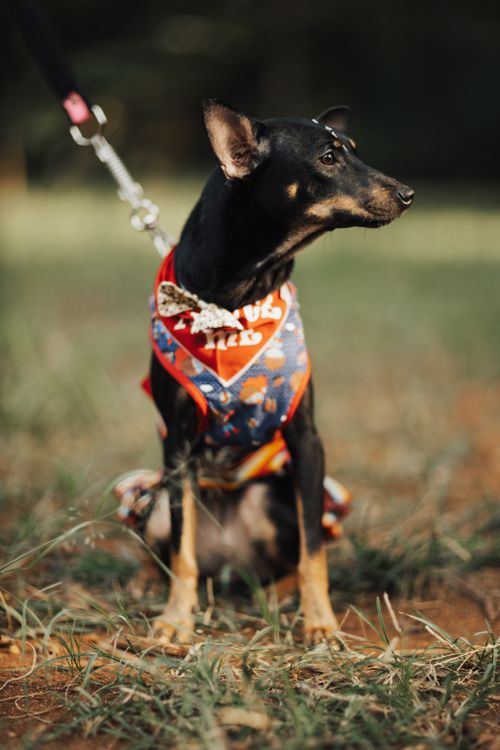 Anjing mengenakan bandana dengan cetak all-over penuh warna