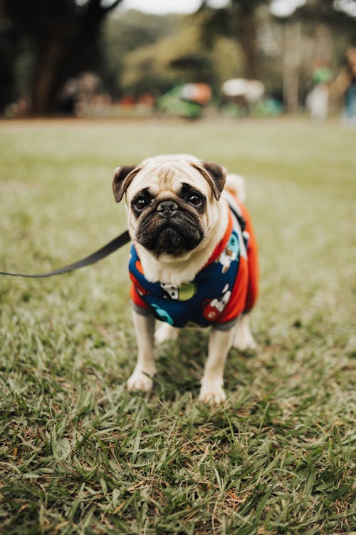 A Pug in Dogs Clothing in a Park 