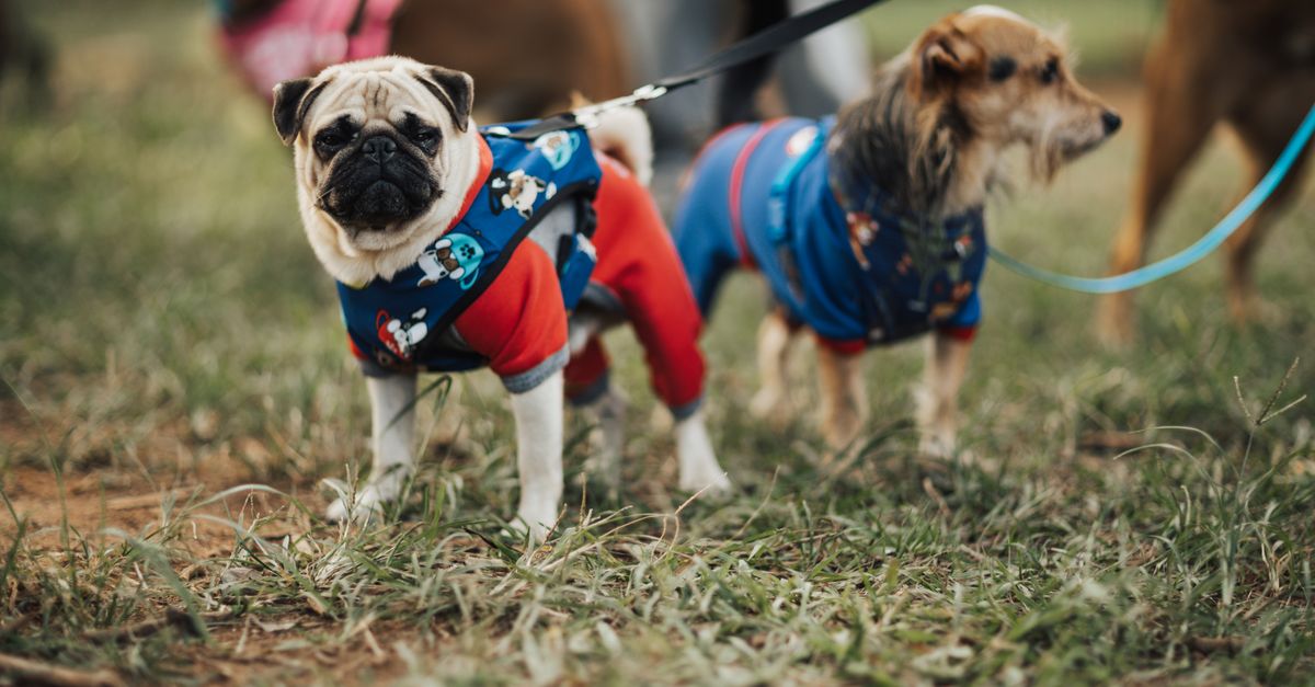 The Ultimate Checklist for Planning Safe and Fun Dog Playdates