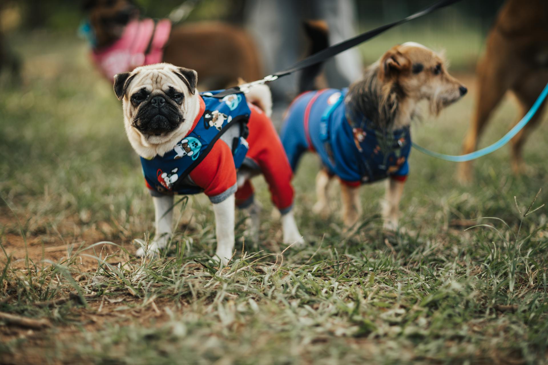 Pug and Yorkshire Terrier on Leashes