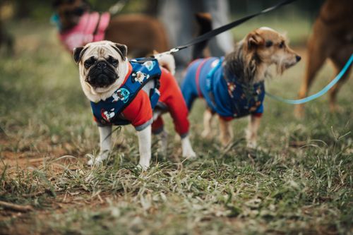 Free Adorable pug and Yorkshire terrier in colorful outfits enjoying a day outdoors. Stock Photo