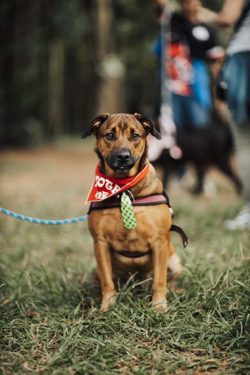 Free Cute brown dog wearing a bandana in a park setting, perfect pet companion. Stock Photo