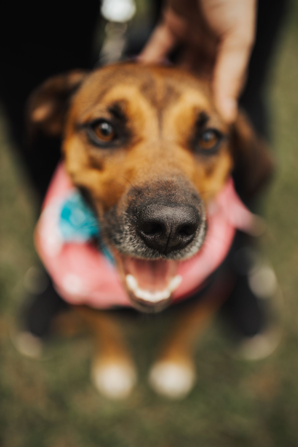 Cute Dos Photos, Download The BEST Free Cute Dos Stock Photos & HD Images