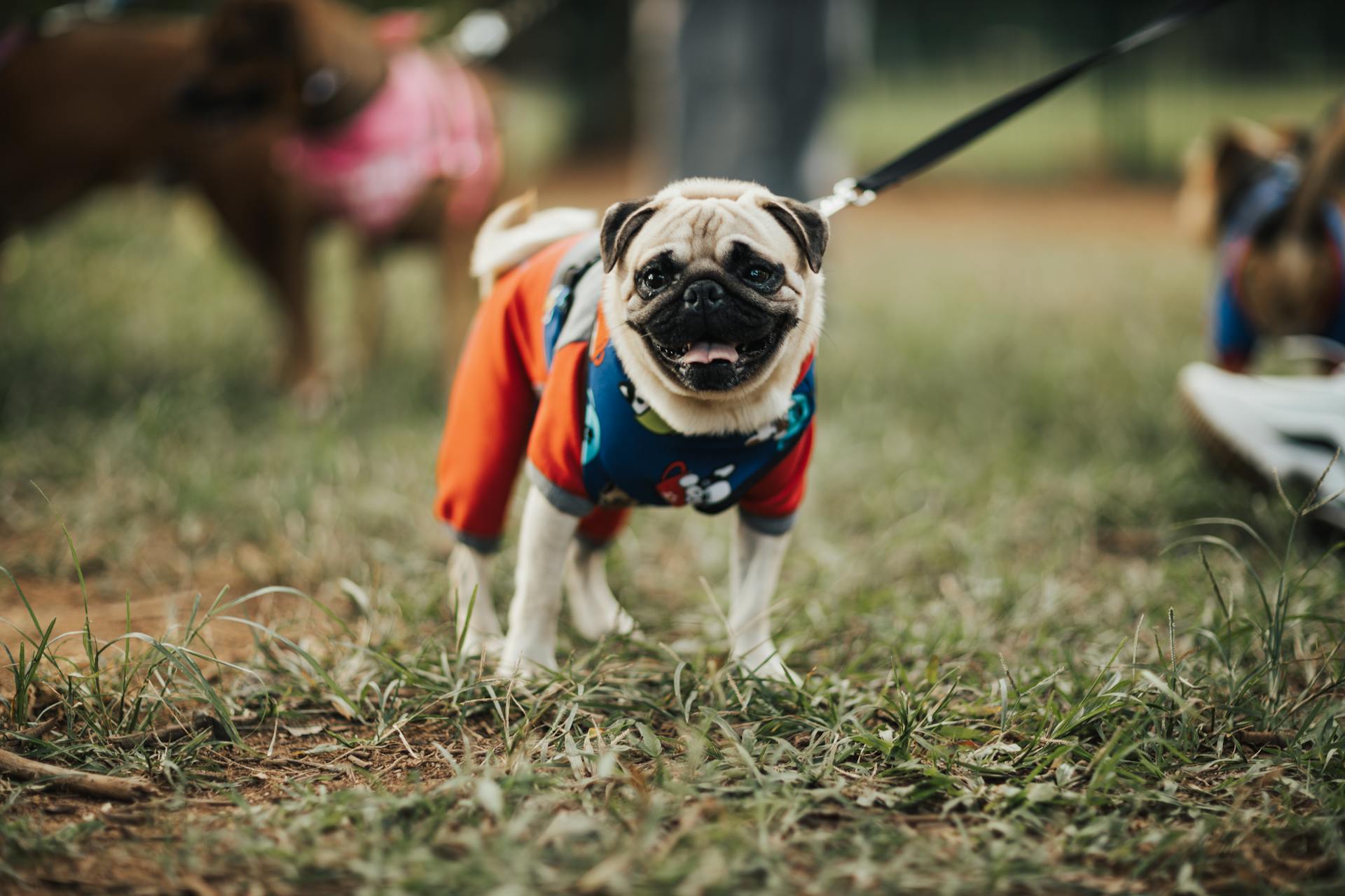 Cute Pug on Leash