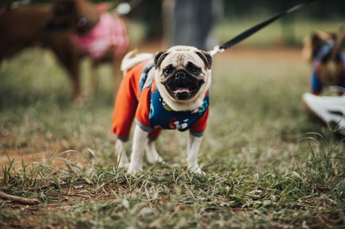 Free Cheerful pug wearing a vibrant outfit on a leash, enjoying a day at the park. Stock Photo