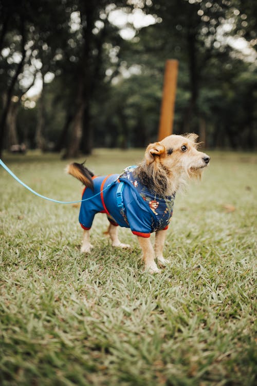 A Dog in Dogs Clothing in a Park 
