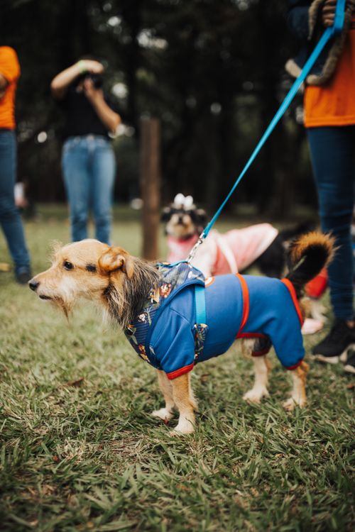 Free Adorable small dogs in colorful outfits enjoying a fun day out at the park. Stock Photo