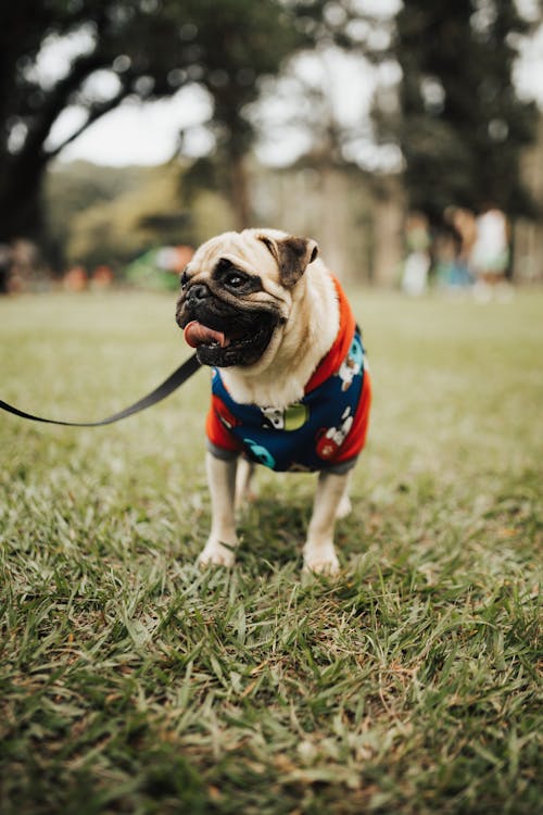 Fotos de stock gratuitas de animal, carlino, césped