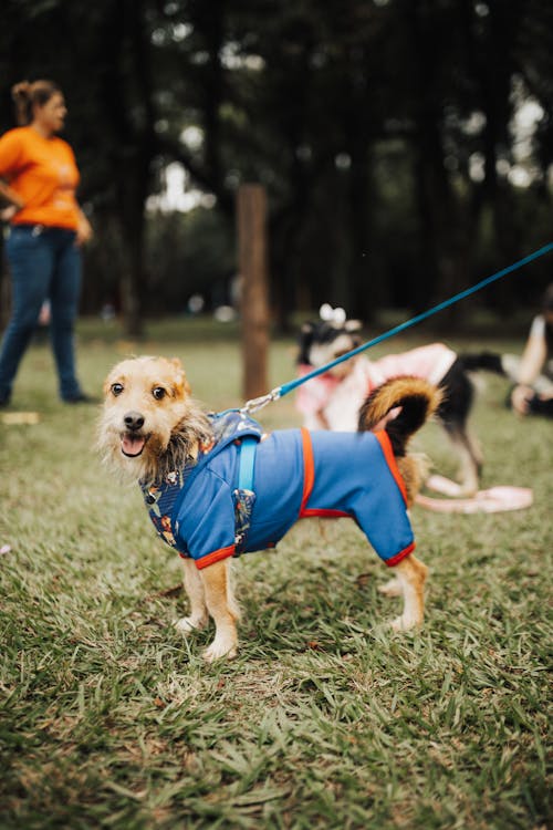 A Dog in Dogs Clothing in a Park 