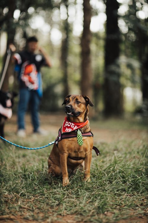 Free Cute dog wearing a red bandana sits on grass at a park with trees in the background. Stock Photo
