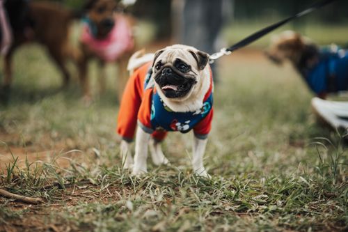 Free Cute pug dog wearing colorful clothes and leash at a lively outdoor park event. Stock Photo