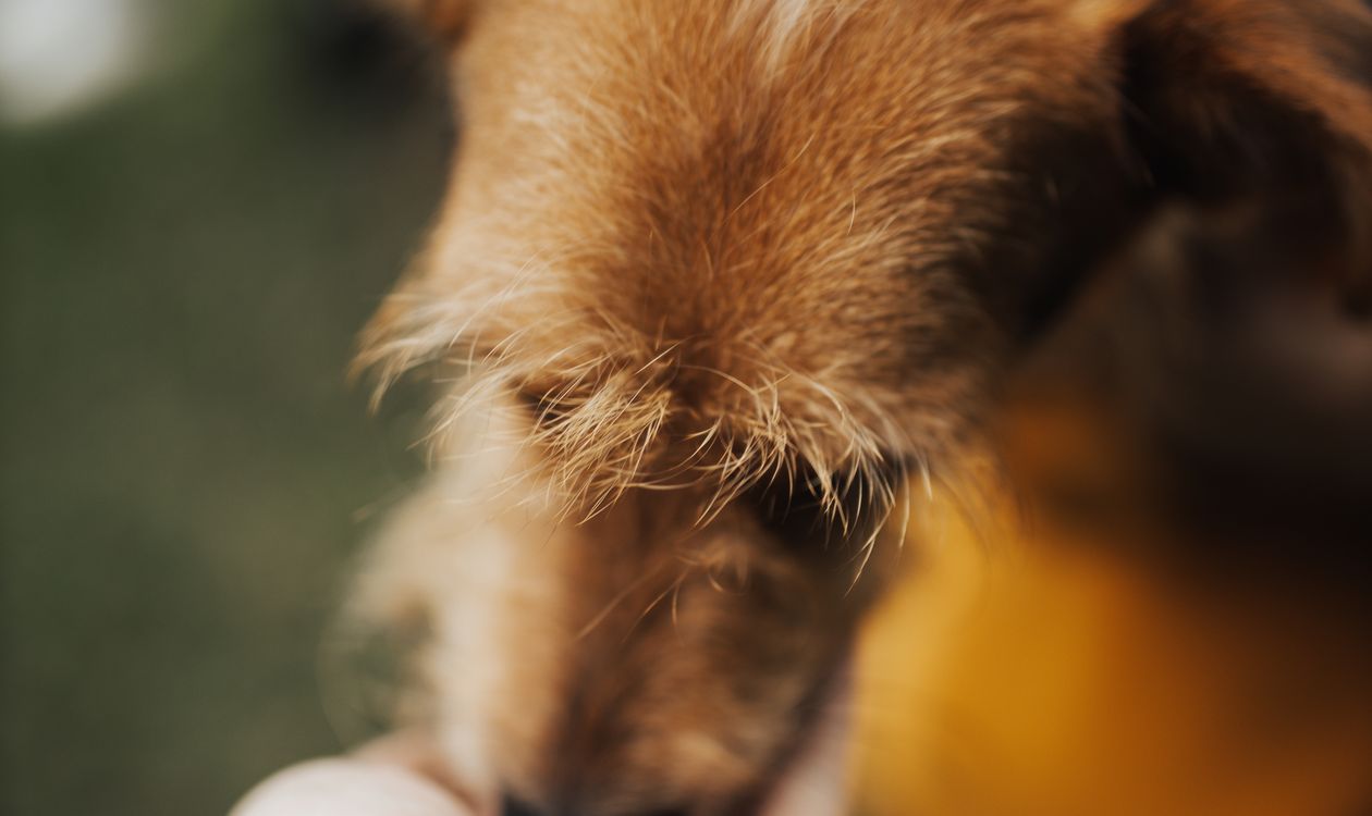 Köpekler İnsan Stresini Koklayabilir mi? Koku, Duygu ve Davranış Bilimi