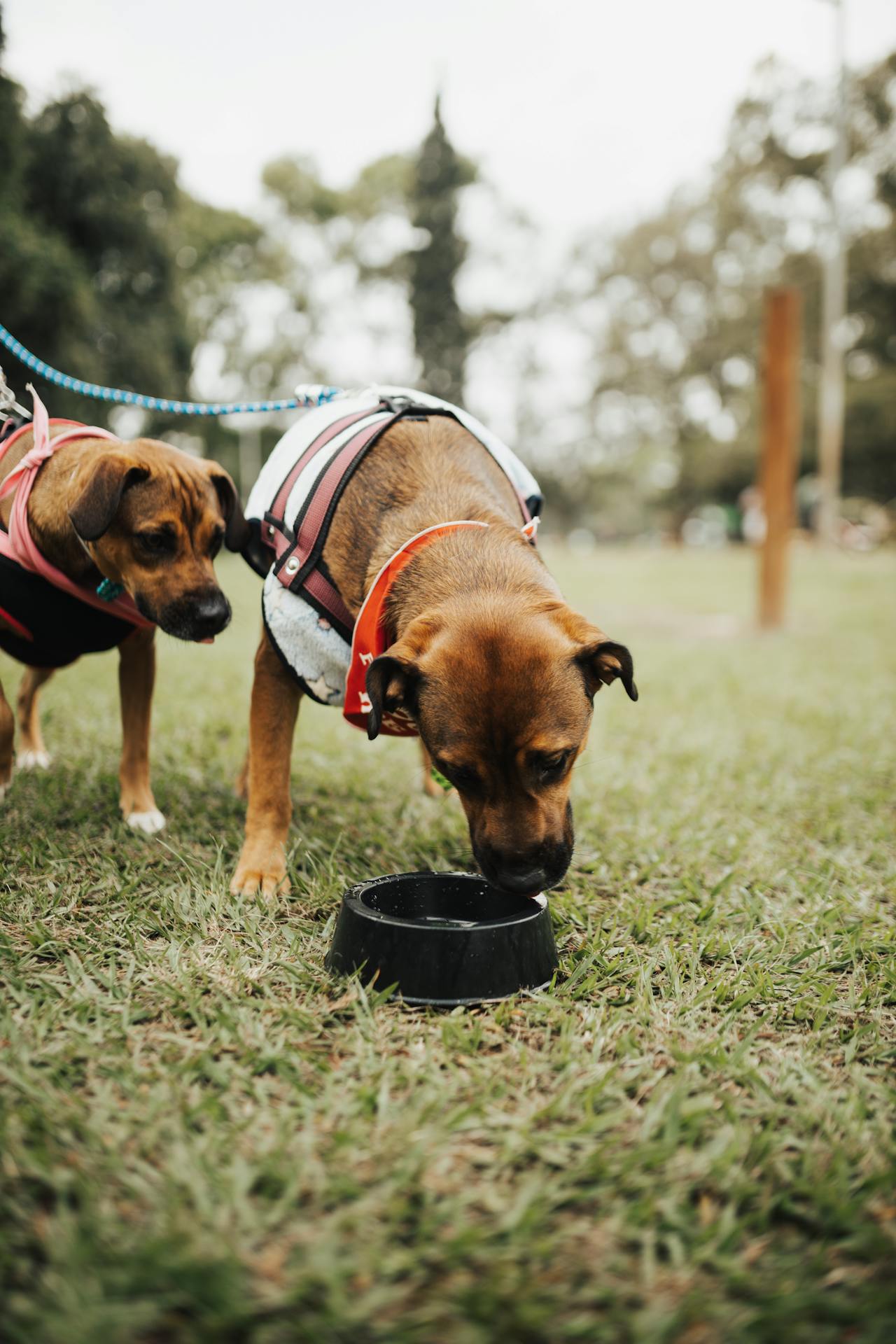Cane che beve da ciotola in un prato con alberi sullo sfondo