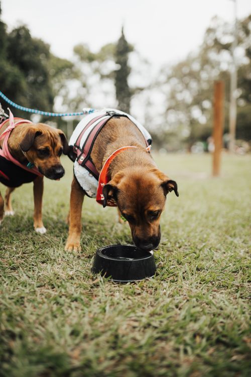 Free Two cute dogs wearing clothing and drinking from a bowl in a grassy park setting. Stock Photo