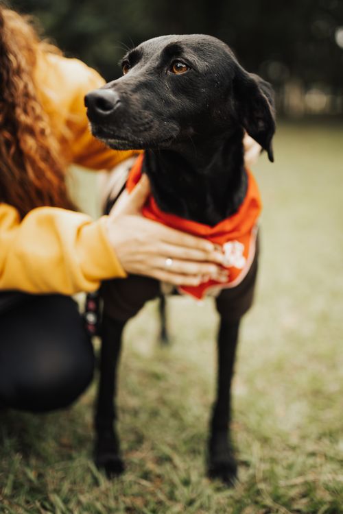 Free A graceful black dog with a red bandana is gently held by a woman in a park, capturing a warm pet-human bond. Stock Photo