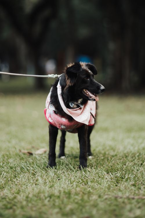 Free Charming black dog in a colorful bandana stands alert in a lush green park. Stock Photo