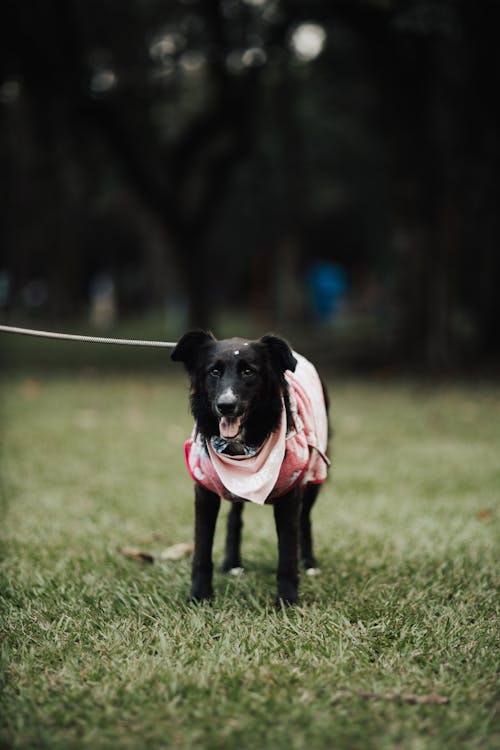 A Dog Wearing a Bandana in a Park 