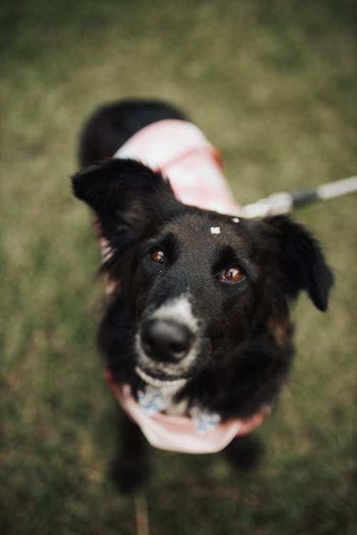 Portrait of a Dog in a Park 