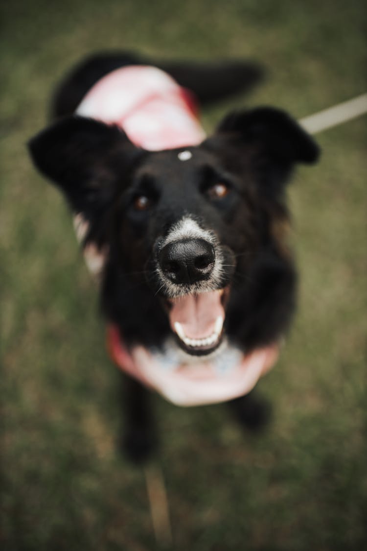 Happy Dog In A Park 