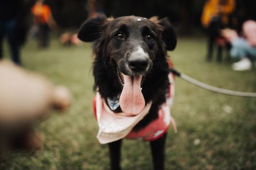 Free stock photo of adoption, animal, dog