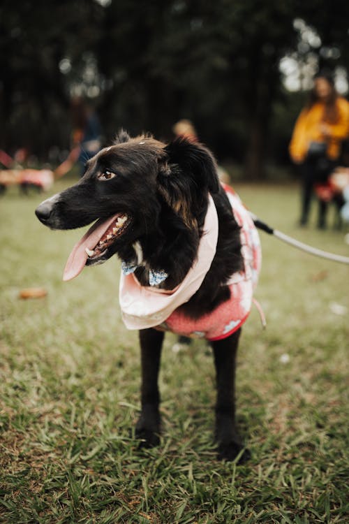 Dog Wearing a Bandana in a Park 