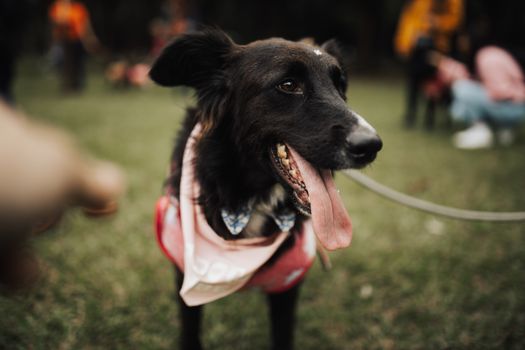 Free stock photo of adoption, animal, dog
