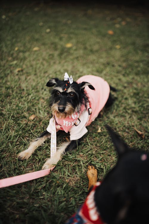 A Schnauzer Dog in Dogs Clothing in a Park 